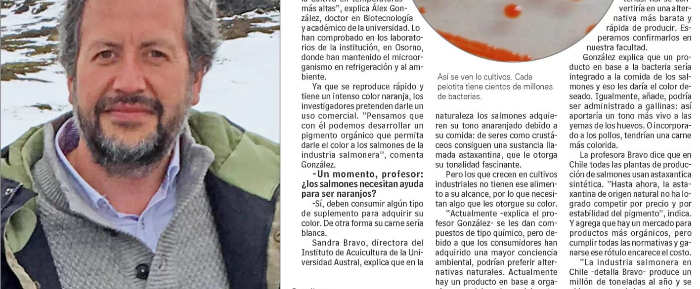 Bacteria encontrada en la Antártica sería clave para la industria salmonera