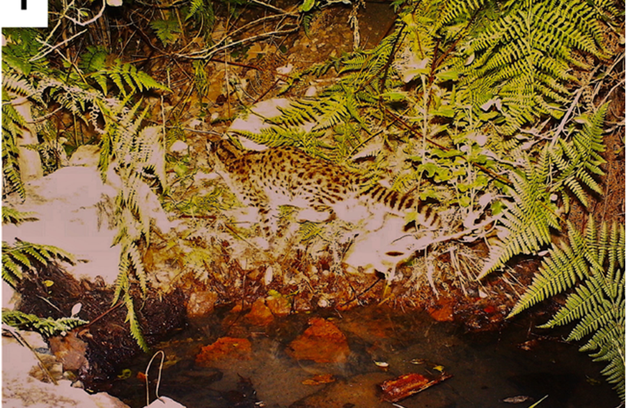 Proteger las áreas naturales es una acción estratégica para la conservación de la güiña en Chile