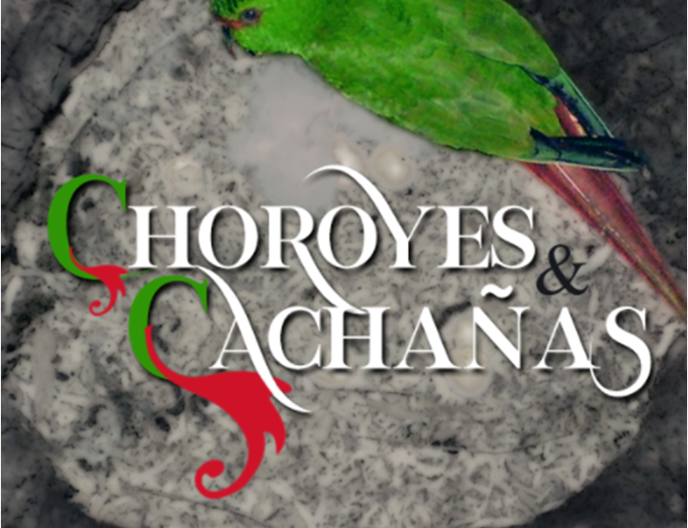 Proyecto de Ciencia Ciudadana “Choroyes y Cachañas” es liderado por investigadores de la Universidad de Los Lagos y la Universidad de North Texas